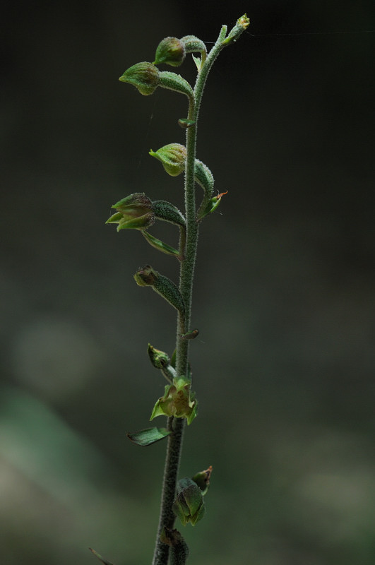 epipactis da determinare