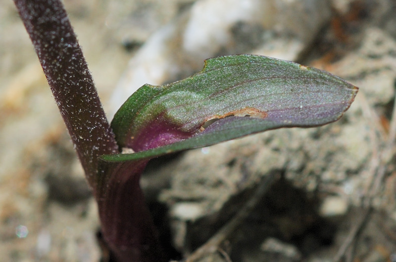 epipactis da determinare