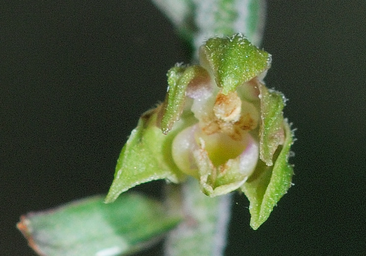 epipactis da determinare