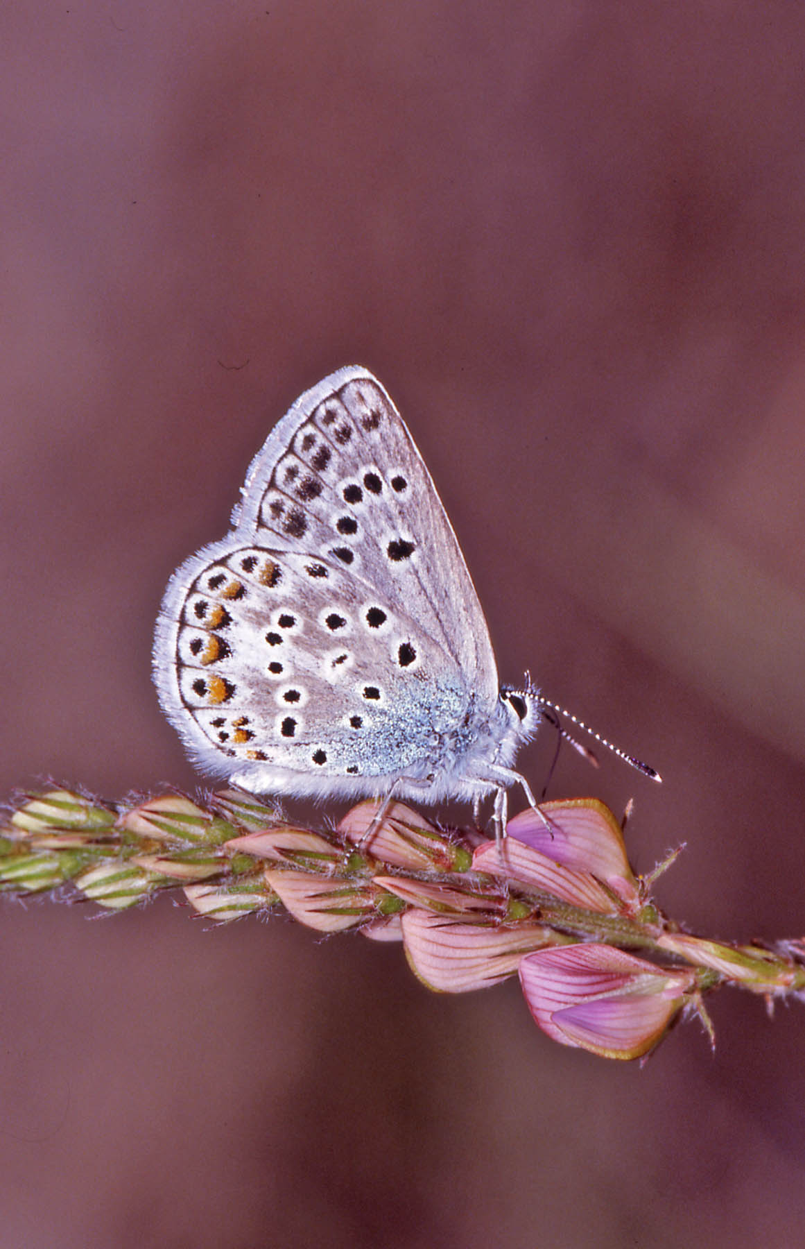 foto per libro farfalle elbane