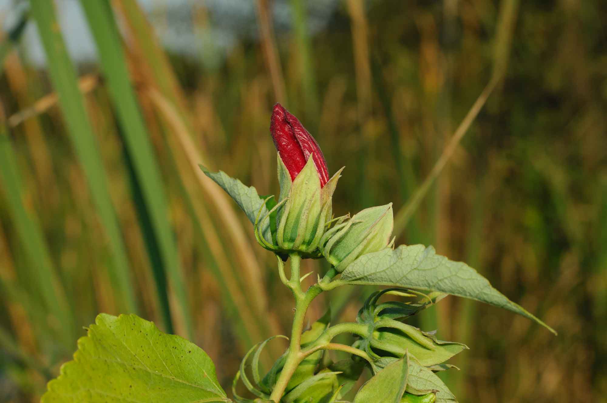 Hibiscus palustris