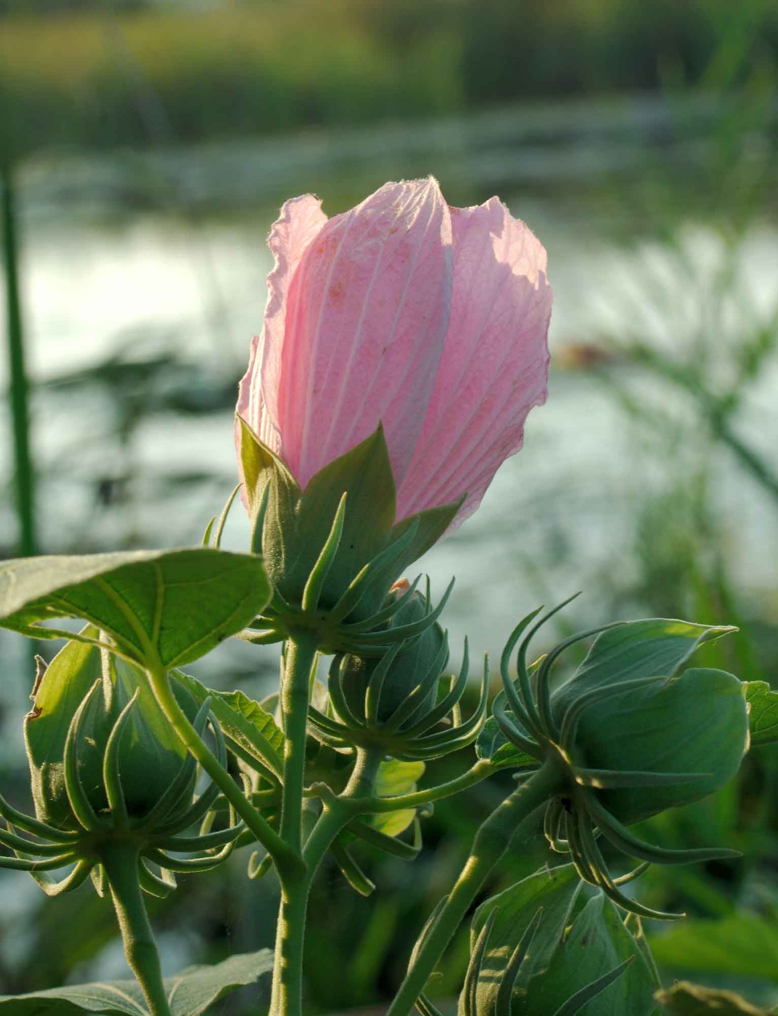 Hibiscus palustris