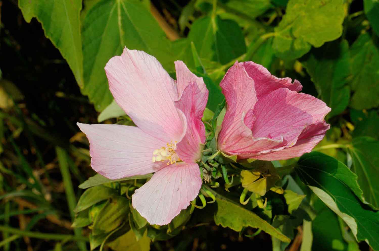 Hibiscus palustris