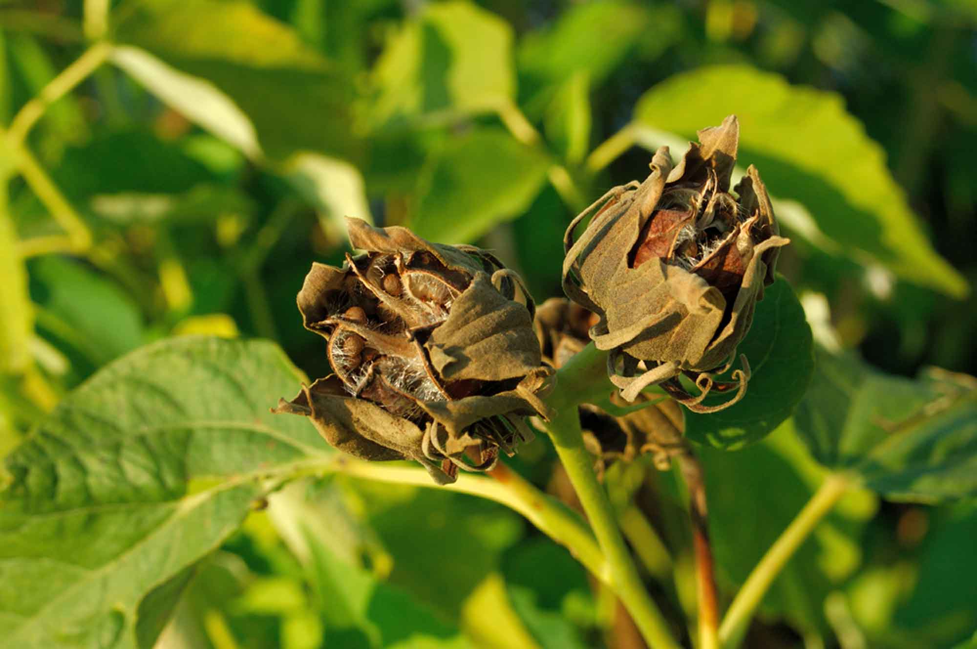 Hibiscus palustris