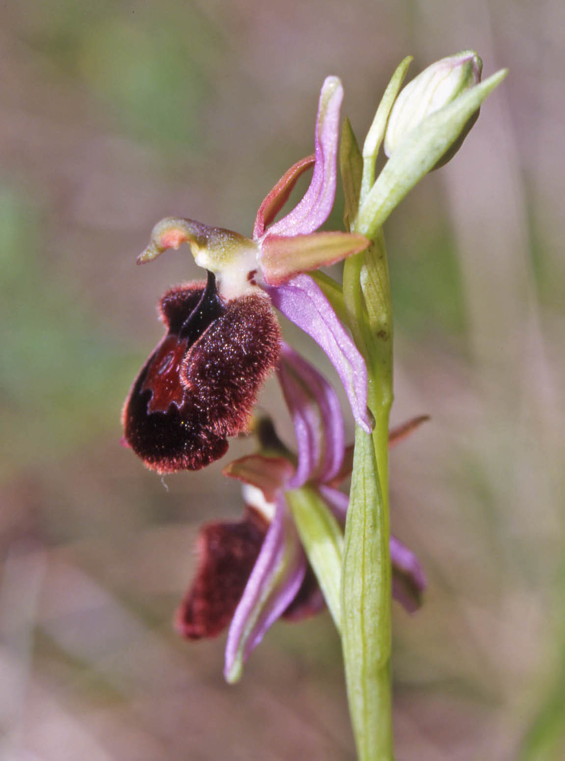 Ophrys benacensis ibrido o variabilit?