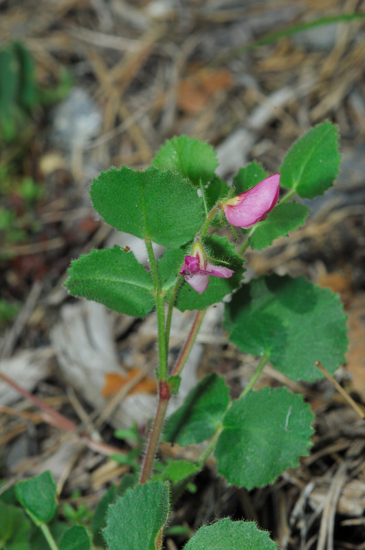 Ononis rotundifolia / Ononis a foglie tonde