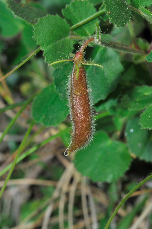 Ononis rotundifolia / Ononis a foglie tonde