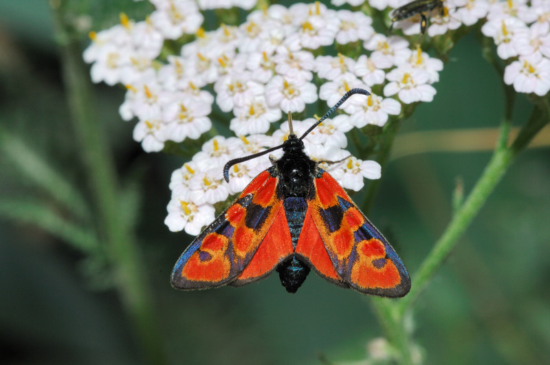 Ancora una Zigena in attesa di un nome- Zygaena  hilaris