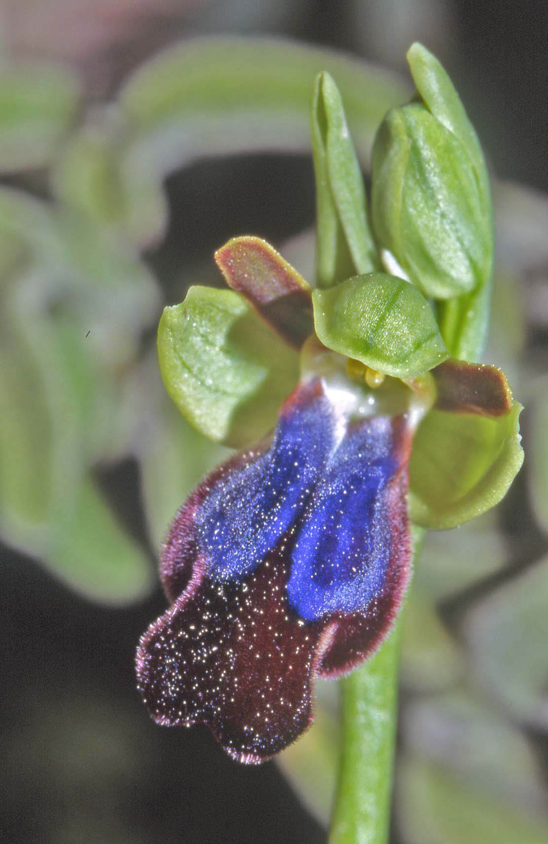 Ophrys iricolor