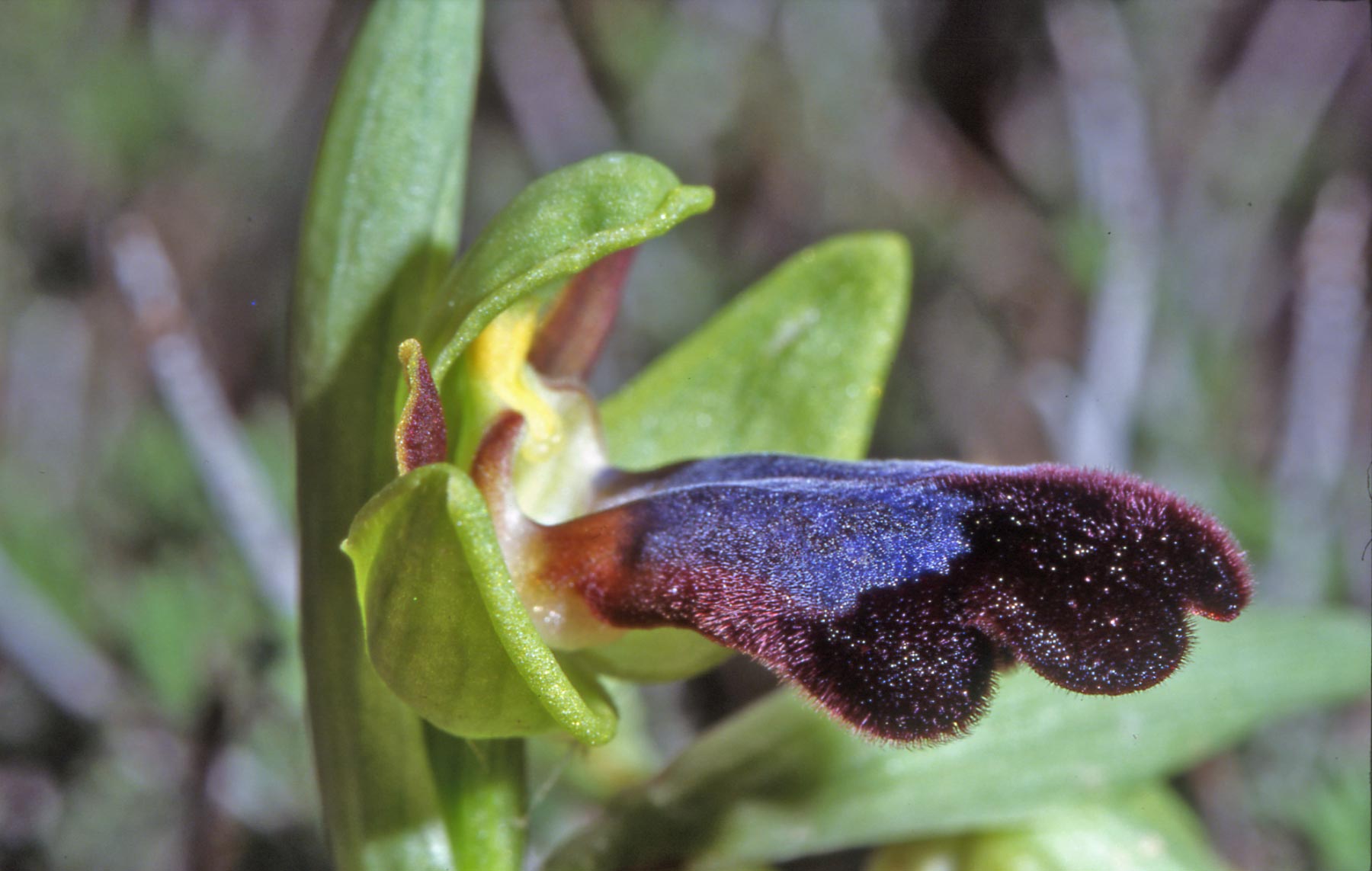 Ophrys iricolor