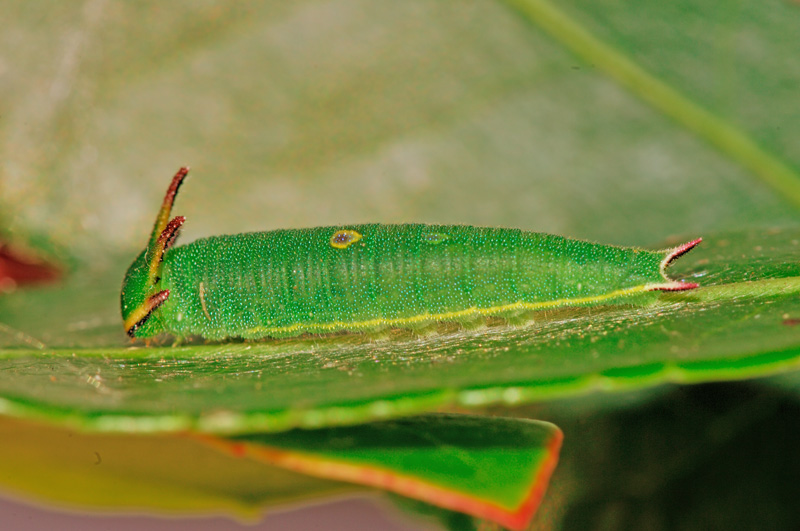 Charaxes jasius - piccoli bruchi crescono