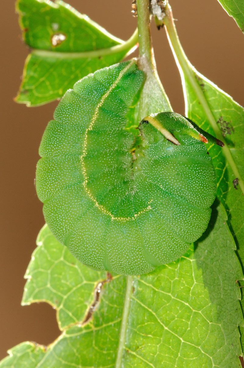 Charaxes jasius - piccoli bruchi crescono