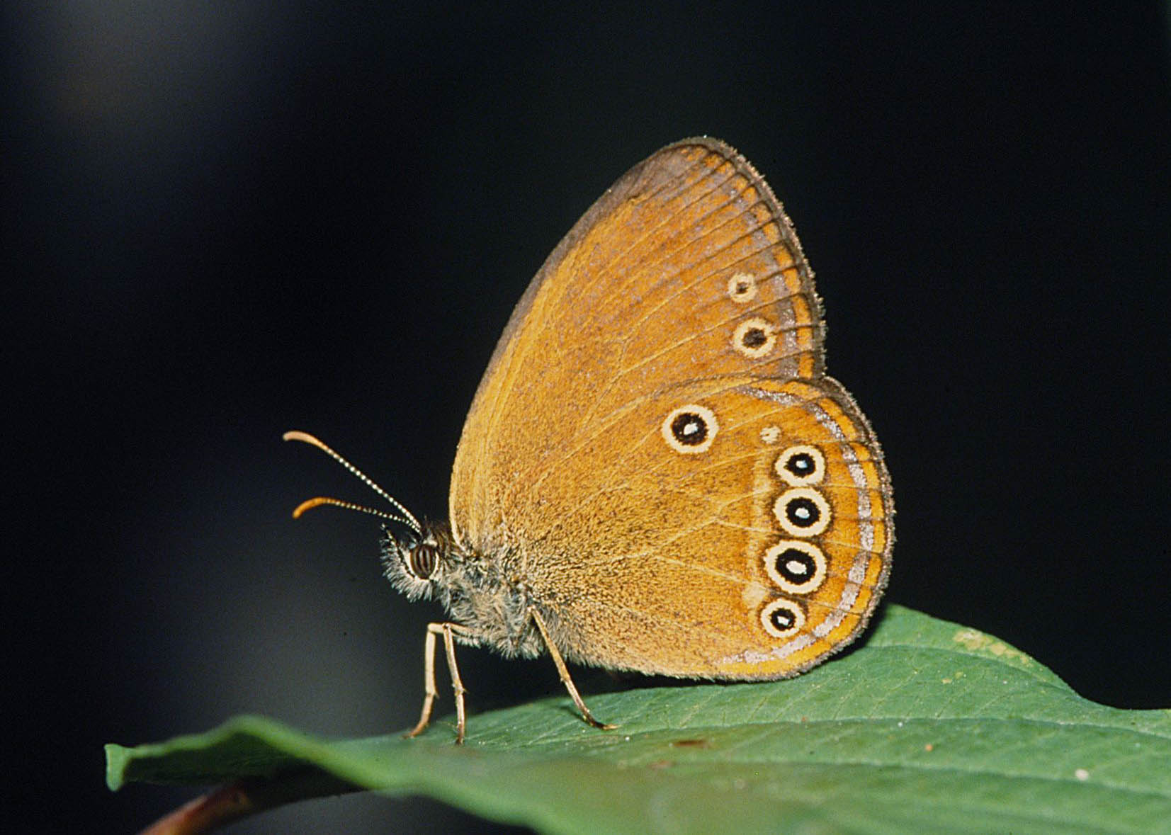 Coenonympha oedippus