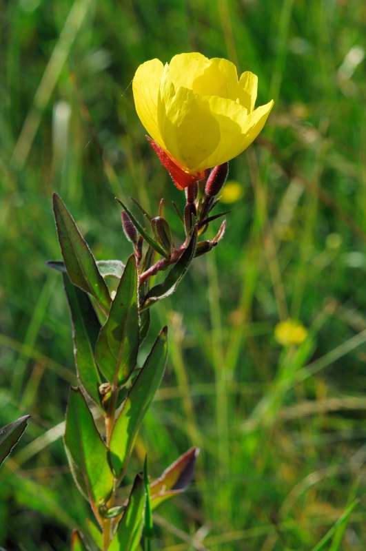 Oenothera glazioviana (=erythrosepala)