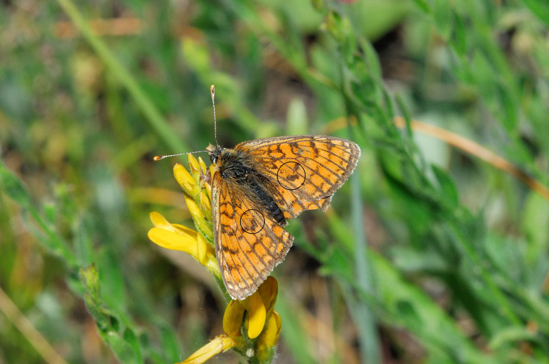 Melitaea parthenoides