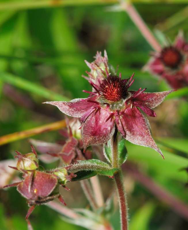 Potentilla palustris / Potentilla palustre