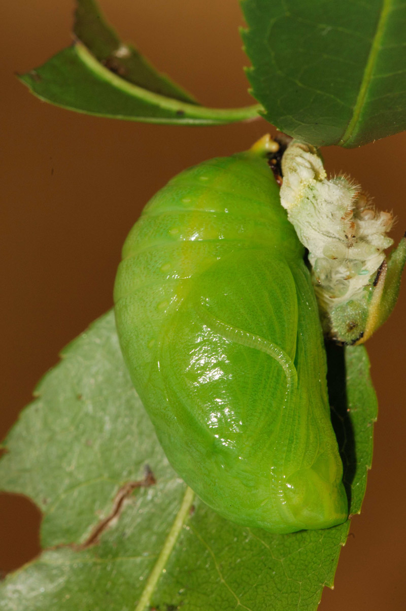 Charaxes jasius - piccoli bruchi crescono