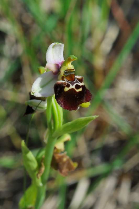 Ophrys fuciflora subsp. elatior (O. tetraloniae)