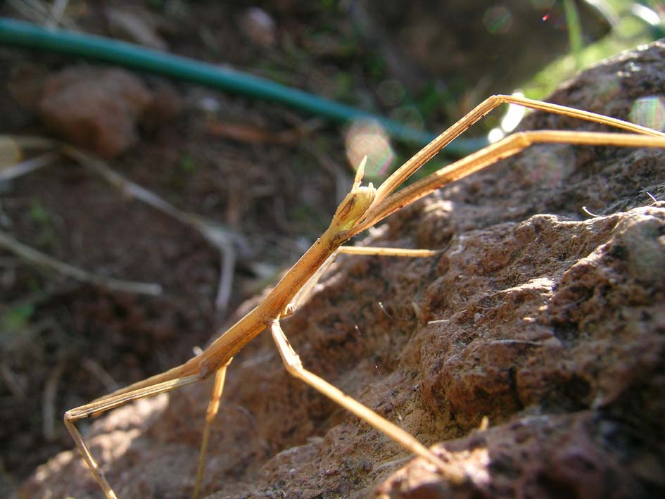 insetto stecco: probabile Clonopsis gallica