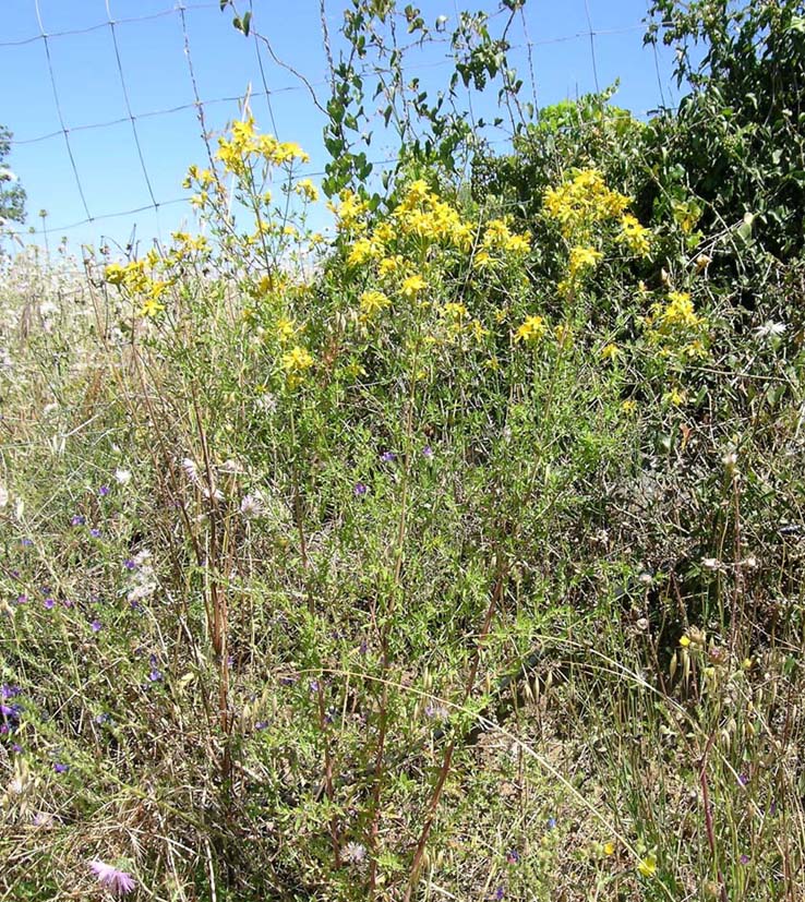 Hypericum perfoliatum e H. perforatum