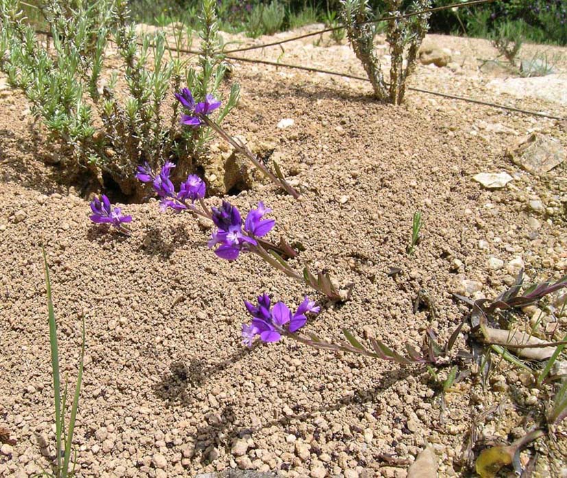 Polygala vulgaris / Poligala comune