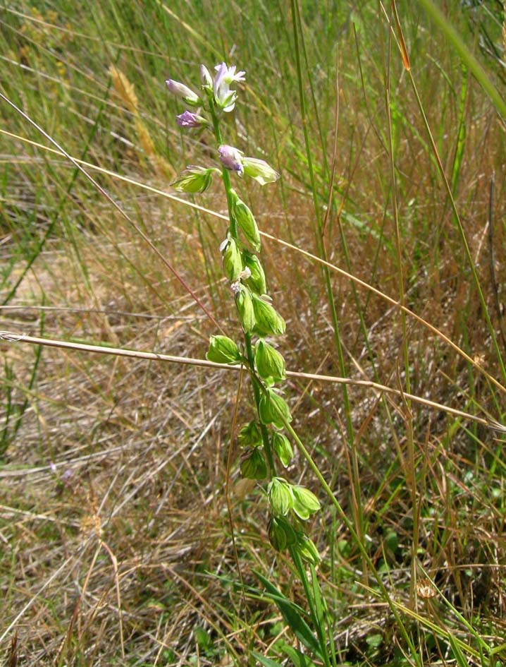 Polygala vulgaris sl.