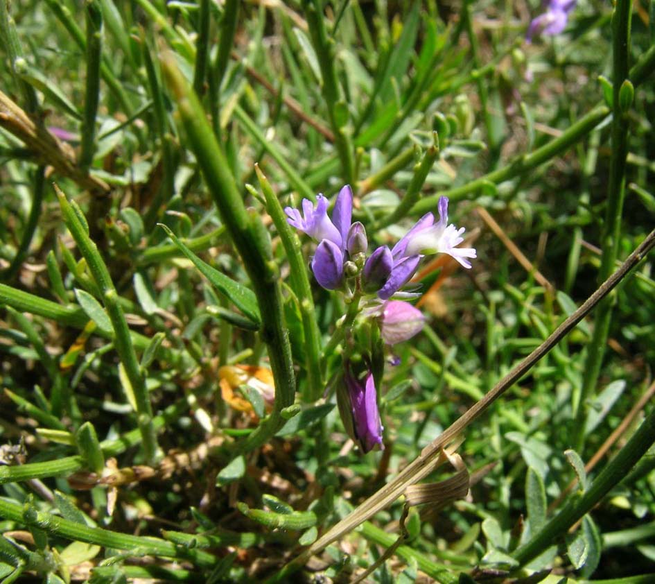 Polygala vulgaris sl.