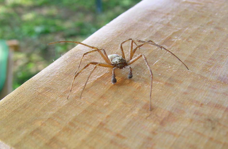 Philodromus sp.