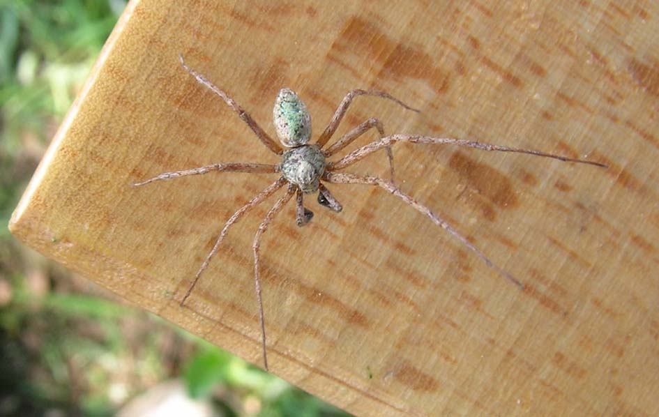 Philodromus sp.