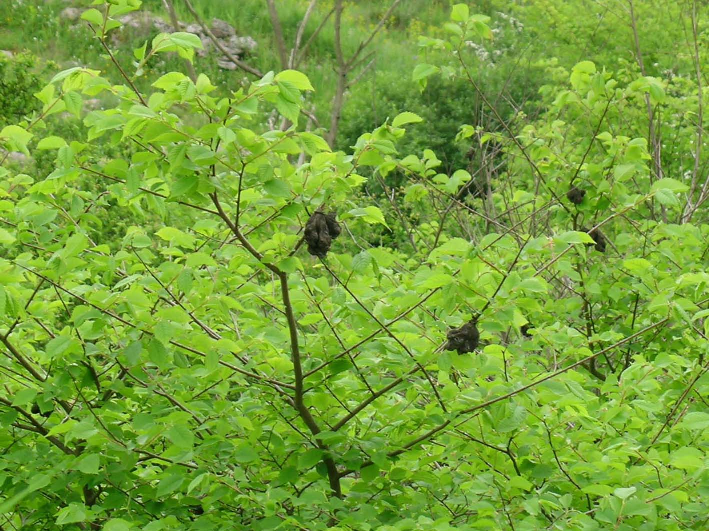 Sardegna - Ulmus minor con galle di Eriosoma lanuginosum