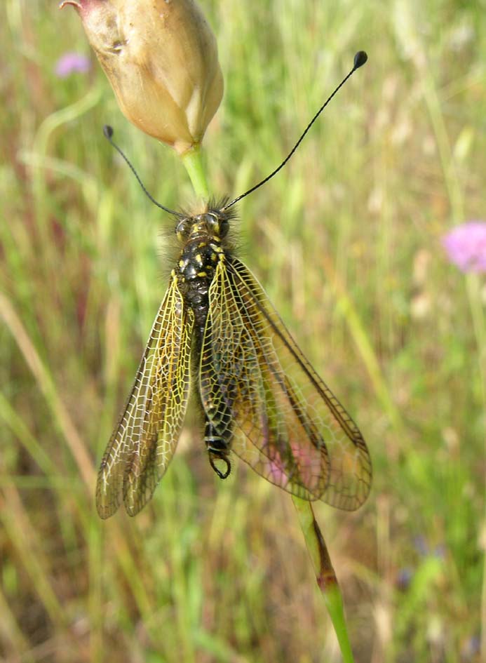 Libelloides corsicus (maschio)