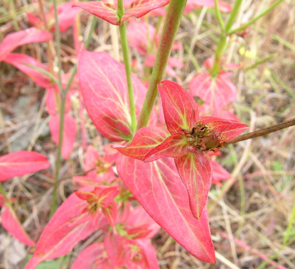 Hypericum perfoliatum e H. perforatum