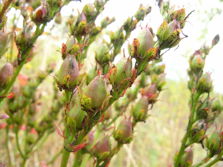 Hypericum perfoliatum e H. perforatum