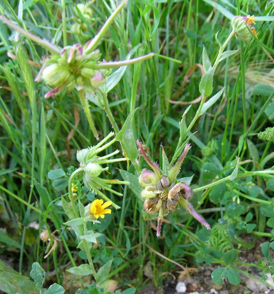 Sconosciuta - Calendula arvensis