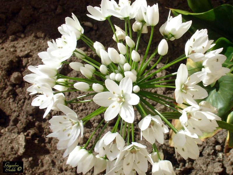 Allium neapolitanum