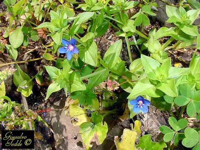 Anagallis arvensis