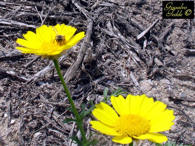 Conferma del Genere.- Glebionis coronaria