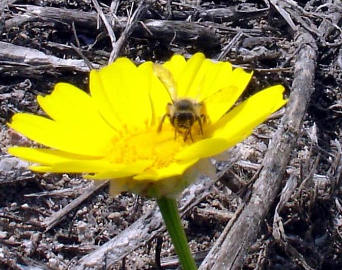 Conferma del Genere.- Glebionis coronaria