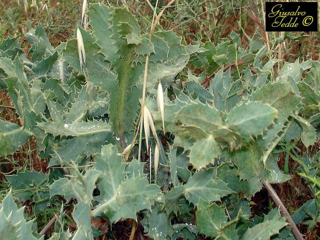 Spontanea da Selargius - Eryngium campestre