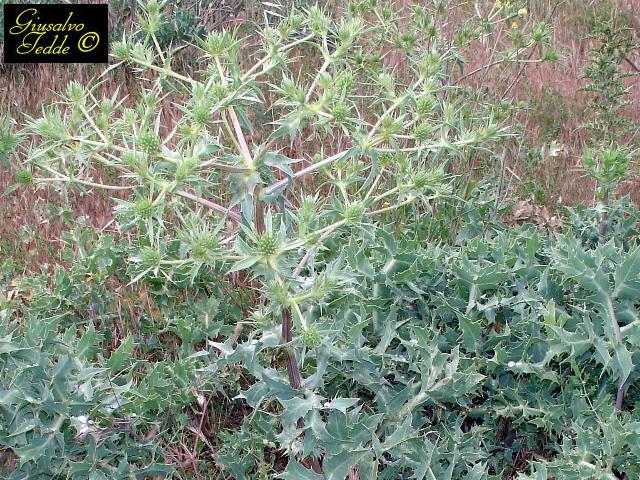 Ancora da Selargius. - Eryngium campestre