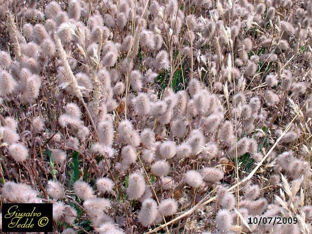 Spontanea da Quartu S.E. - Trifolium arvense