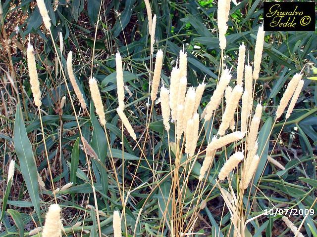 Spontanea da Quartu S.E. - Phalaris sp.