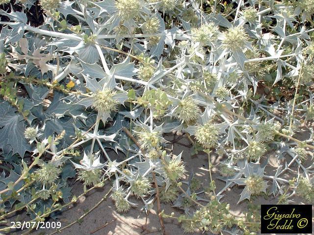 Eryngium maritimum