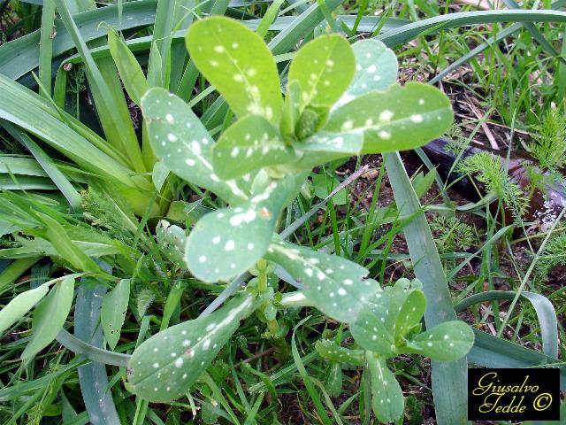 Spontanea 3 - da Soleminis.- Cerinthe major.