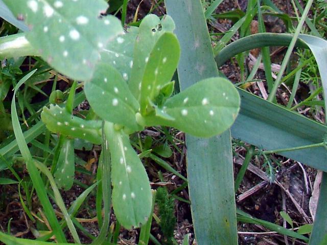 Spontanea 3 - da Soleminis.- Cerinthe major.