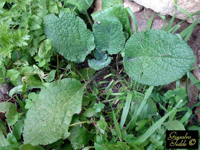 da Soleminis. - Borago officinalis