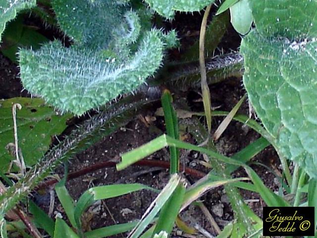 da Soleminis. - Borago officinalis