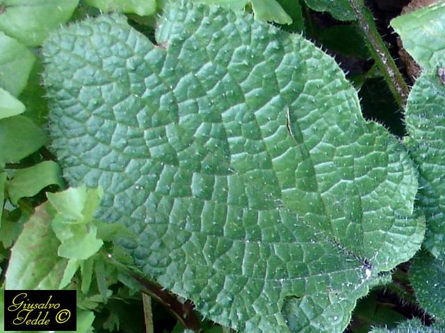 da Soleminis. - Borago officinalis