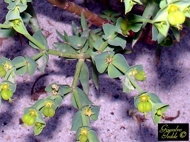 Euphorbia da Quartu S.E. - Euphorbia terracina