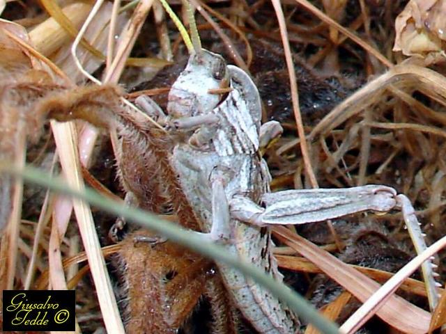 Cavalletta o Locusta? - Pamphagus sardeus